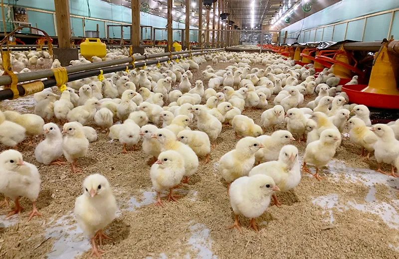 ブロイラー飼育農場