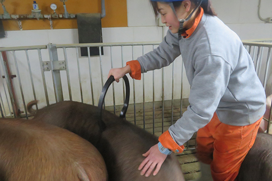 給餌・母豚の観察、環境チェック