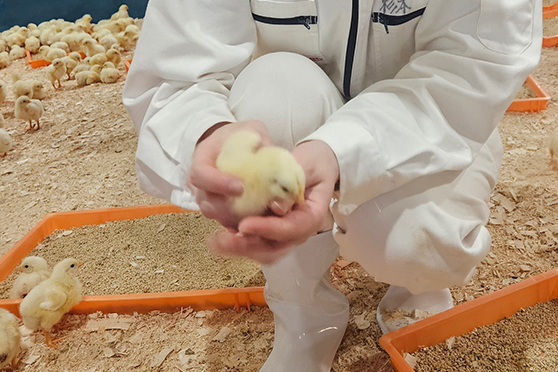 鶏舎内での諸作業