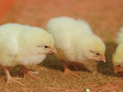 鶏を広める営業活動や、鶏の研究までイメージ1