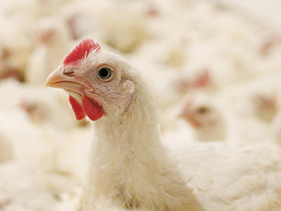 鶏を広める営業活動や、鶏の研究までイメージ2