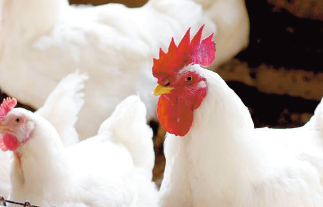 broiler img