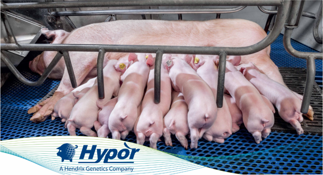 Hypor