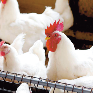 Broilers